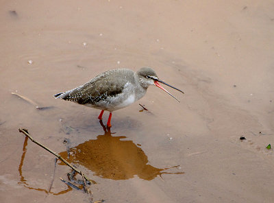 SPOTTED REDSHANK . THE QUAY . TOPSHAM . DEVON . 11 / 2 / 2021