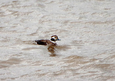 LONG-TAILED DUCK . TOPSHAM QUAY . DEVON . 11 / 2 / 21