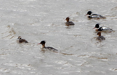 LONG-TAILED DUCK . TOPSHAM QUAY . DEVON . 11 / 2 / 21