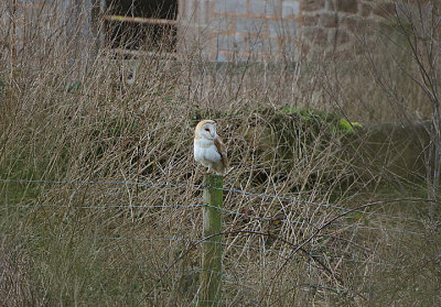 BARN OWL . Nr CRANBROOK . DEVON . 15 / 2 / 2021