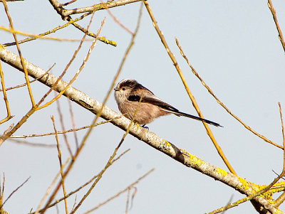 LONG-TAILED TIT . THE RIVERSIDE VALLEY PARK . EXETER . DEVON . 18 / 2 / 2021