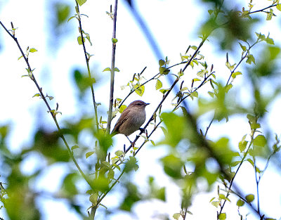 GARDEN WARBLER . HALDON FOREST . DEVON . ENGLAND . 4 / 5 / 2021
