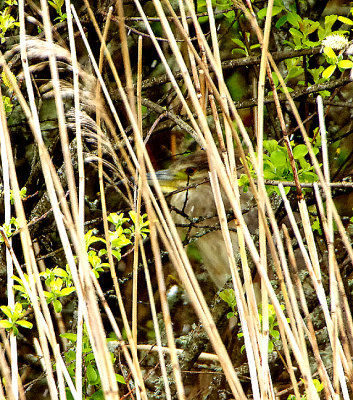 BLACK-CROWED NIGHT HERON . SLAPTON LEY . DEVON . ENGLAND . 11 / 4 / 2021