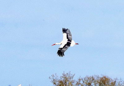 WHITE STORK . MATFORD MARSH . DEVON . ENGLAND . 22 / 4 / 2021