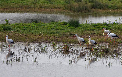 WHITE STORK . MATFORD MARSH . DEVON . ENGLAND . 22 / 4 / 2021