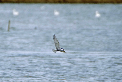 WHISKERED TERN . THE FLEET . ABBOTSBURY . DORSET . 5 / 5 / 2021