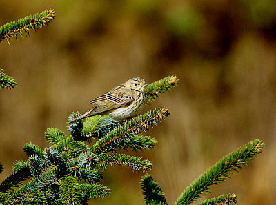 TREE PIPIT . HALDON FOREST . DEVON . ENGLAND . 4 / 5 / 2021