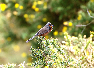 DARTFORD WARBLER . BLACKHOLE QUARRY . DEVON . 7 . 5 . 2021.JPG