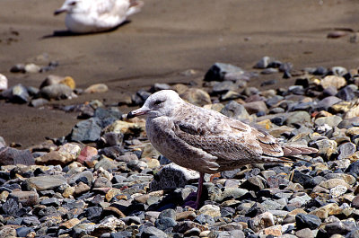 AMERICAN HERRING GULL . NEWLYN . CORNWALL . 10 . 5 . 2021.,JPG.JPG