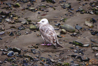 AMERICAN HERRING GULL . NEWLYN . CORNWALL . 10 . 5 . 2021..JPG