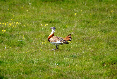 GREAT BUSTARD . SALISBURY PLAIN . WILTSHIRE . 11 . 5 . 2021.JPG