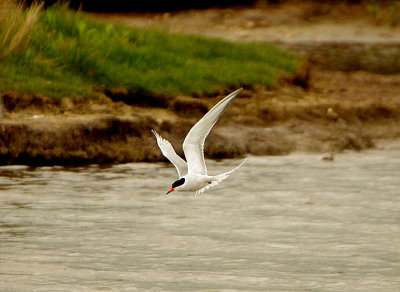 Common Tern . Sterna hirundo