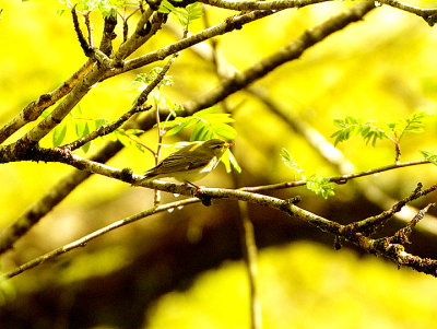 WOOD WARBLER . YARNER WOOD . DEVON . 9 . 5 . 2021 ..JPG