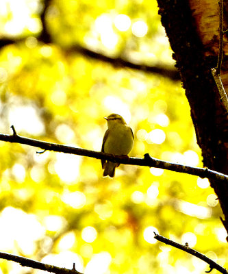 WOOD WARBLER . YARNER WOOD . DEVON . 9 . 5 . 2021.JPG