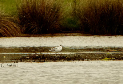 BONAPARTE`S GULL . LODMOOR . DORSET . 25 / 5 / 2021