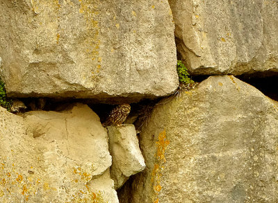 LITTLE OWL . PORTLAND BILL . DORSET . 25 / 5 / 2021