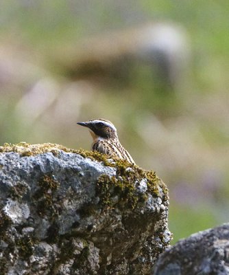 WHINCHAT . HEADLAND WARREN AREA . DARTMOOR . DEVON . 29 / 5 / 2021