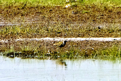 AMERICAN GOLDEN-PLOVER . THE EXMINSTER MARSHES . DEVON . 30 / 5 / 2021 