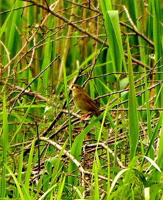 RIVER WARBLER . HAM WALL . SOMERSET . 7 / 6 / 2021