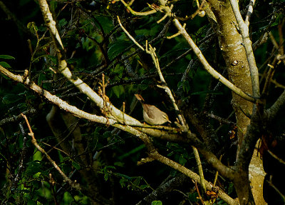Sulphur-Bellied Warbler . Lundy Island . Devon . 8 / 6 / 2021