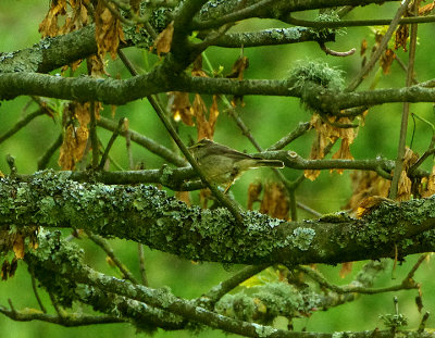 Sulphur-Bellied Warbler . Lundy Island . Devon . 8 / 6 / 2021