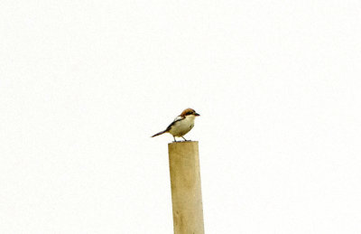 WOODCHAT SHRIKE . PORTLAND BILL . DORSET . 10 / 6 / 2021