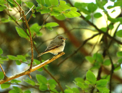 SPOTTED FLYCATCHER . BYSTOCK COMMON . DEVON . ENGLAND . 16 / 6 / 2021