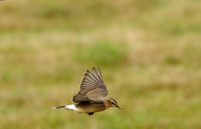 NORTHERN WHEATEAR ( 1st Winter ) . ORCOMBE POINT . EXMOUTH . ENGLAND . 1 / 9 / 2021