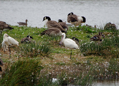 EURASIAN SPOONBILL ( Juvenile ) . BOWLING GREEN MARSH . DEVON . ENGLAND . 2 / 9 / 2021