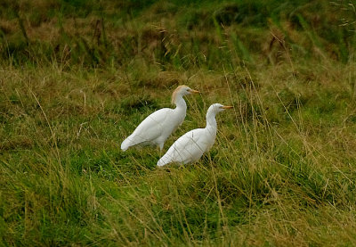 CATTLE EGRET . THE EXMINSTER MARSHES . DEVON . ENGLAND . 8 / 9 / 2021