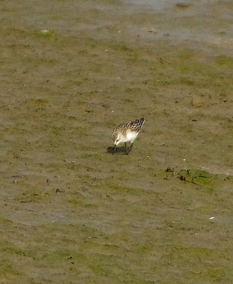 SEMIPALMATED SANDPIPER ( Juvenile ) . CARNSEW POOL . HALE . CORNWALL . 11 / 10 / 2021