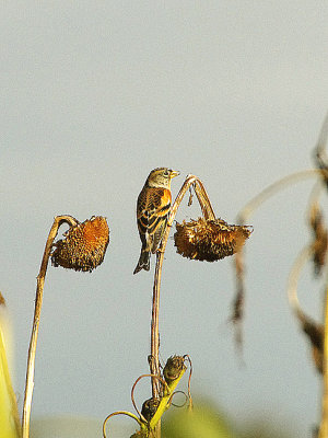 BRAMBLING . DARTS FARM . TOPSHAM . DEVON . 3 / 11 / 2021