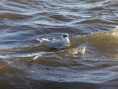 MEDITTERANEAN GULL . WEYMOUTH HARBOUR AREA . DORSET . ENGLAND . 22 / 11 / 2021