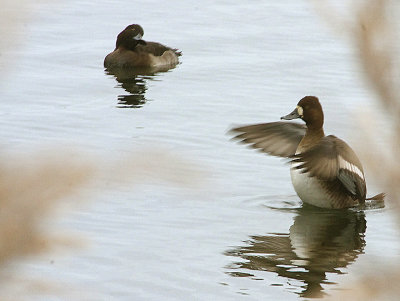 LESSER SCAUP . BEESANDS LEY . DEVON . ENGLAND . 24 / 11 / 2021