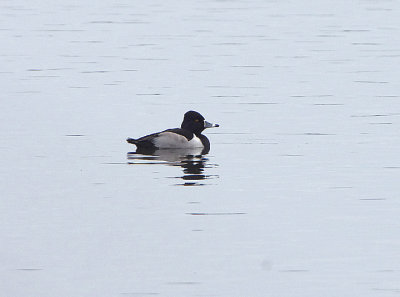 RING-NECKED DUCK . BEESANDS LEY . DEVON . ENGLAND . 24 / 11 / 2021