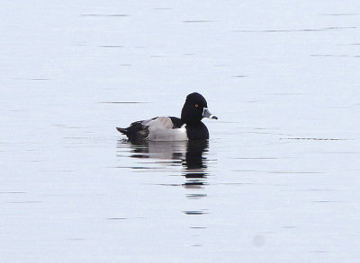 RING-NECKED DUCK . BEESANDS LEY . DEVON . ENGLAND . 24 / 11 / 2021