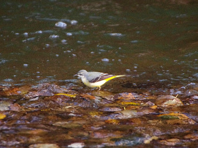 GREY WAGTAIL . THE OTTER MARSHES . DEVON . 18 / 12 / 2021