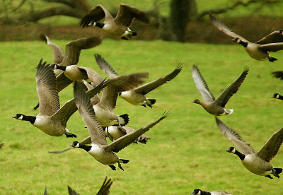 PINK-FOOTED GOOSE . THE EXMINSTER MARSHES . DEVON . ENGLAND . 21 / 12 / 2021
