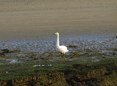 WHOOPER SWAN . BRAUNTON MARSH . DEVON . ENGLAND . 10 / 12 / 2021