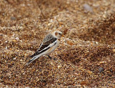 SNOW BUNTING . SLAPTON LEY . DEVON . ENGLAND . 3 / 1 / 2022