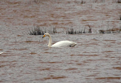 WHOOPER SWAN  . CLYST ST MARY . DEVON . 29 / 12 / 2021