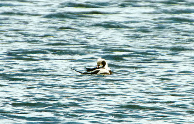 LONG-TAILED DUCK . BARROW GURNEY RESERVOIR . SOMERSET . 9 / 1 / 2022