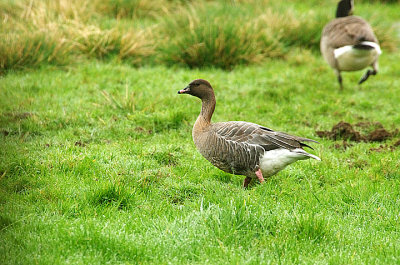 Pink-Footed Goose . Anser brachyrhynchus