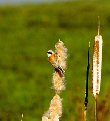 PENDULINE TIT . WESTON AIRFIELD . WESTON-SUPER-MARE . SOMERSET . ENGLAND . 17 / 1 / 2022