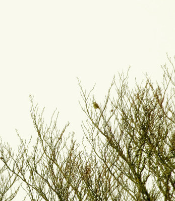 European Serin . Serinus serinus