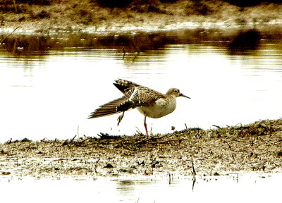 RUFF . THE EXMINSTER MARSHES . TOPSHAM . DEVON . 10 / 2 / 2022