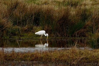 GREAT WHITE EGRET . THE MATFORD MARSHES . EXETER . DEVON . 11 / 2 / 2022