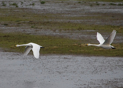 BEWICK`S SWAN . SLIMBRIDGE WWT . GLOUCESTERSHIRE . ENGLAND . 14 / 2 / 2022