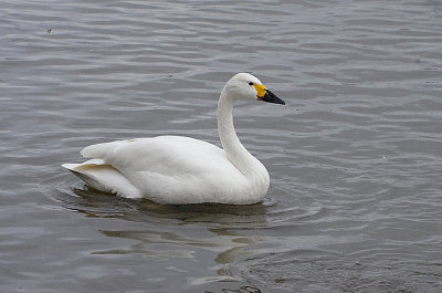 BEWICK`S SWAN . SLIMBRIDGE WWT . GLOUCESTERSHIRE . ENGLAND . 14 / 2 / 2022