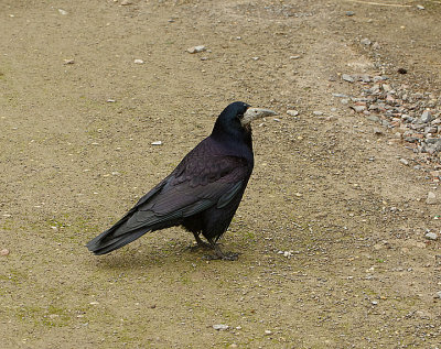 ROOK . SLIMBRIDGE WWT . GLOUCESTERSHIRE . ENGLAND . 14 / 2 / 2022